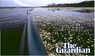 Биоманипуляции должны восстановить чистоту воды в озерах Норфолк Бродс
