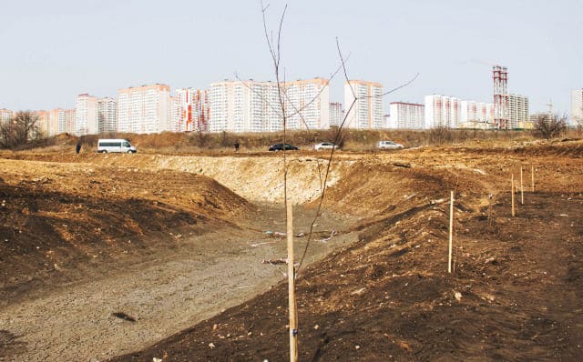 В Ростове вдоль реки Темерник высадили более 500 клёнов